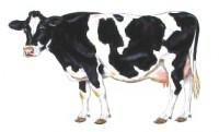 Risto s Farm Supplies Animal Health and General Agriculture Supplies Town Farm, Bisham, Marlow,Bucks SL7 1RR Wide range of wormers for all types of livestock including pour on s, injections and