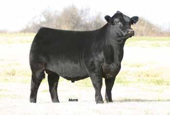 She is a daughter of BR Midland back to the famed MAGS Lady Ace. This female is owned with Jepson Limousin, Franklin, KY.