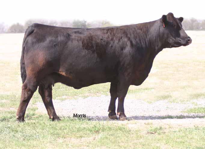 Proven Donors 8 MAGS Sarafina PB Limousin (93) Cow DP Black MAGS 1495S 01.06.