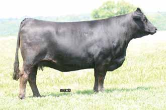 598 New Design 878 and from a grand daughter of BON VIEW GAMMER 233 the high marbling sire MAGS Jumanji.
