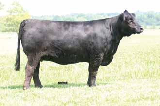 appealing in her stance. TBWI MISS ASHLEY She has a 1.4 for birth, 32 for milk,.46 for marbling and 57 for MTI. She sells bred to the big numbered and once highly syndicated BOHI EPDs 5 1.