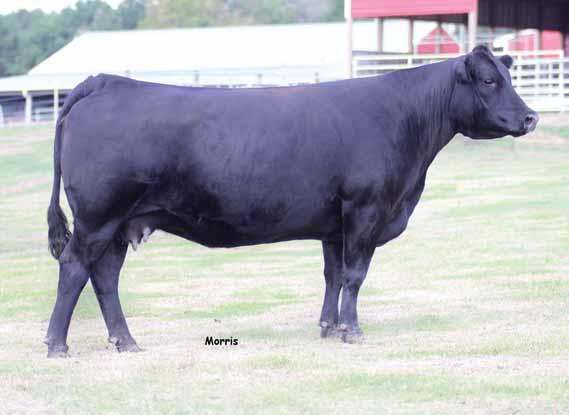 Bred Females 16 MAGS Unexpected Lim-Flex (75) Cow DP DB MAGS 9627U 09.01.