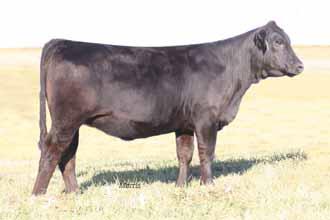 sired by TC Stockman 365 J&C MAXINE 602 BASIN RAINMAKER 814Z DEER CREEK MAX 610 - She sells bred to the lower % Lim-Flex sire MAGS Teddie 9533T and the resulting calf will be a nice coupon for the