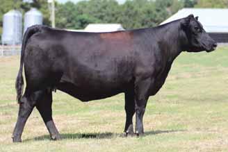 Fall Calving Bed Females A family operation with the integrity and values needed to gain your respect! MCED Nicole 824Y 52 Lim-Flex (50) Cow HP HB MCED 824Y 08.24.11 LFF 2024699 - P.E. 12.15.12 to 5.