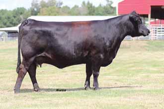Fall Calving Bed Females BOHI Top Dollar 7144T, service sire to Lot 58. A family operation with the integrity and values needed to gain your respect!