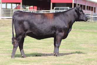 77 PCF Idelette R P 010 Angus Cow Polled Black 010 10.04.