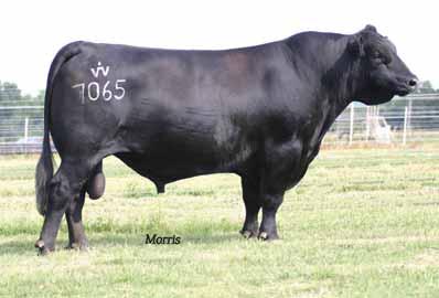G RITO 7O65 of Rita 5M46 Angus Bull Polled Blacj 7O65 09.06.