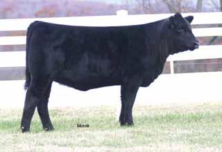 56 62 - - - - - - - - - - - - - Buyer has the right to take six embryos from EBFL Ypsilanti 420Y or the bull of the buyer s choice EBFL Ypsilanti 420Y is the big numbered Lim-Flex son of TC Aberdeen