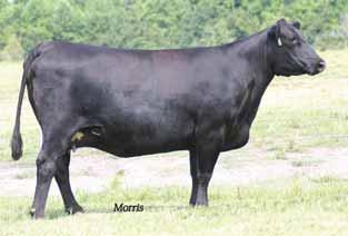 42 for marbling The donor here is PAF 1160 Midland 330, a proven daughter of BR Midland from a Rito 6I6 daughter.