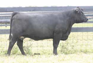 37-0.66 63 63 - - - - - - - - - - - - - Buyer has the right to take 6 embryos from EBFL Ypsilanti 420Y or the bull of the buyer s choice If sired by EBFL Ypsilanti 420Y, the huge numbered son of TC