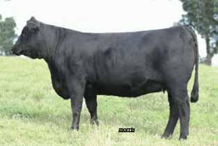 spring sale going to Salt Creek Cattle Company and Godfrey Cattle Company Whitley is an amazing daughter of MYTTY In Focus that is huge numbered with a very prominent brood cow look to her These