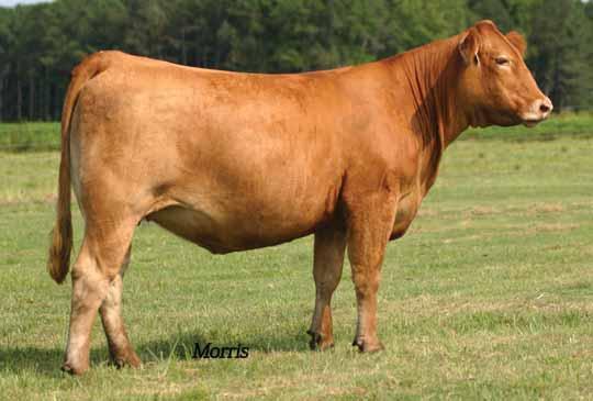 Purebred Fall Bred Females 31 MCC Daisy 37X PB Limousin (100) Cow DP Red CMIL 37X 04.06.