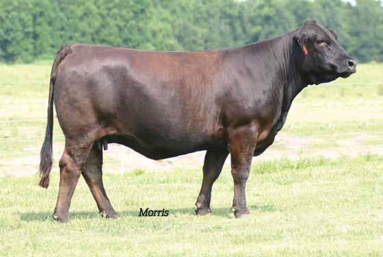 Purebred Fall Bred Females 37 NDED New Hope 402R PB Limousin (100) Cow DP DB NDED 402R 04.09.