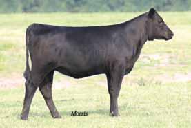 Lim-Flex Females 60 44 Clova Price 0W35 Angus Cow Polled Black 0W35 03.05.