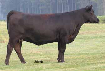 Angus Fall Calving Heifers - Consigned by Panther Creek Farms 68 69 PCF Idelette R P 010 Angus Cow Polled Black 010 10.04.