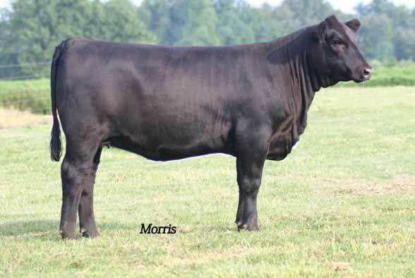 71 PCF Blue Belle 105 In Focus Angus Cow Polled Black 105 09.15.11 AAA 17255770 Sired by MYTTY In Focus is this superb replacement female.