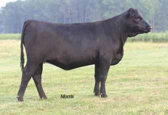 Angus Open Heifers - Consigned by Panther Creek Farms 73 74 PCF Eva 111 of In Focus Angus Cow Polled Black 010 10.04.