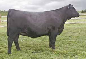 One of the Breeds Finest 7 Embryos sired by the bull of your choice. 1 EBFL San Jose 170
