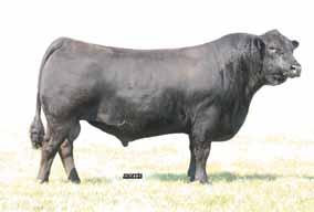 NDED Extended 2U sons AUTO Dollar General 122R, paternal grandsire to Lots 87-90. 87 88 ELCX Right Time 424Y Lim-Flex (50) Bull DP DB ELCX 424Y 04.08.