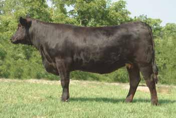 BPC 34Y AUTO ELITE 270F JCL BLACK OUT STBR GRACIOUS GIRL EPDs 3 0.9 52 100 35 2 0.5 - - 21 0.04 0.17 0.18 51 P P P P P P P - - P P P P Sired by MAGS Undoing and out of a AUTO Elite 270F daughter.
