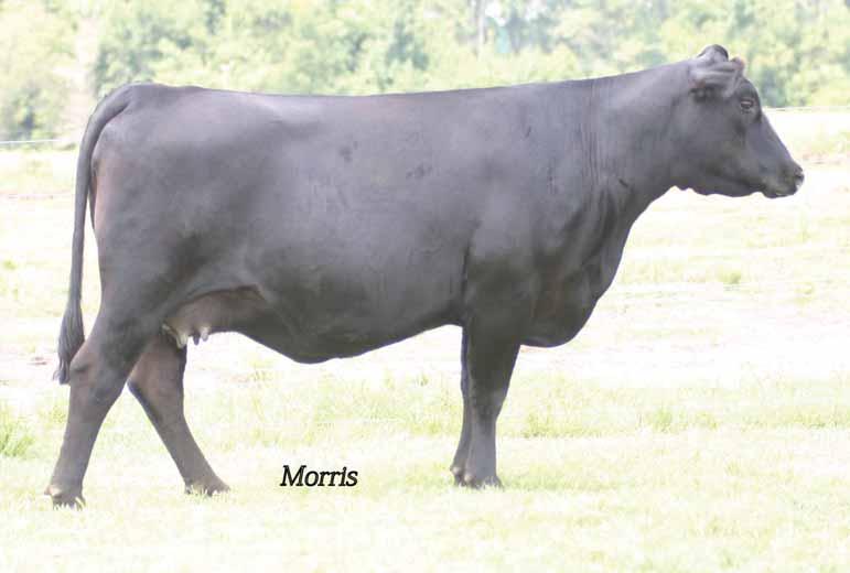 One of the Breeds Highest Marbling Lim-Flex Females 3 MAGS Whispering Canyon % Limousin (13) Cow HP HB MAGS 402W 03.27.