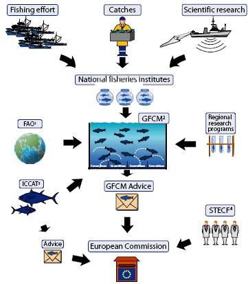6 EUROPEAN UNION Figure 3. Advisory procedure in the Mediterranean and Black Seas Source: 1.