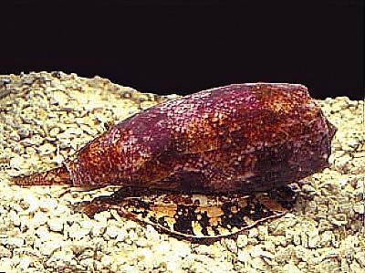 Class Gastropoda Snails and slugs (gaster = belly; podos = foot) Most abundant class ~40,000 species Herbivores or predators Herbivores scraped algae or plants with radula Predators use radula to