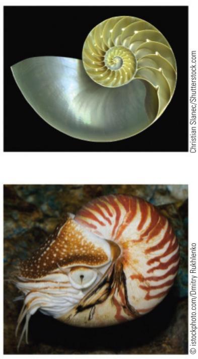 shells, snails,