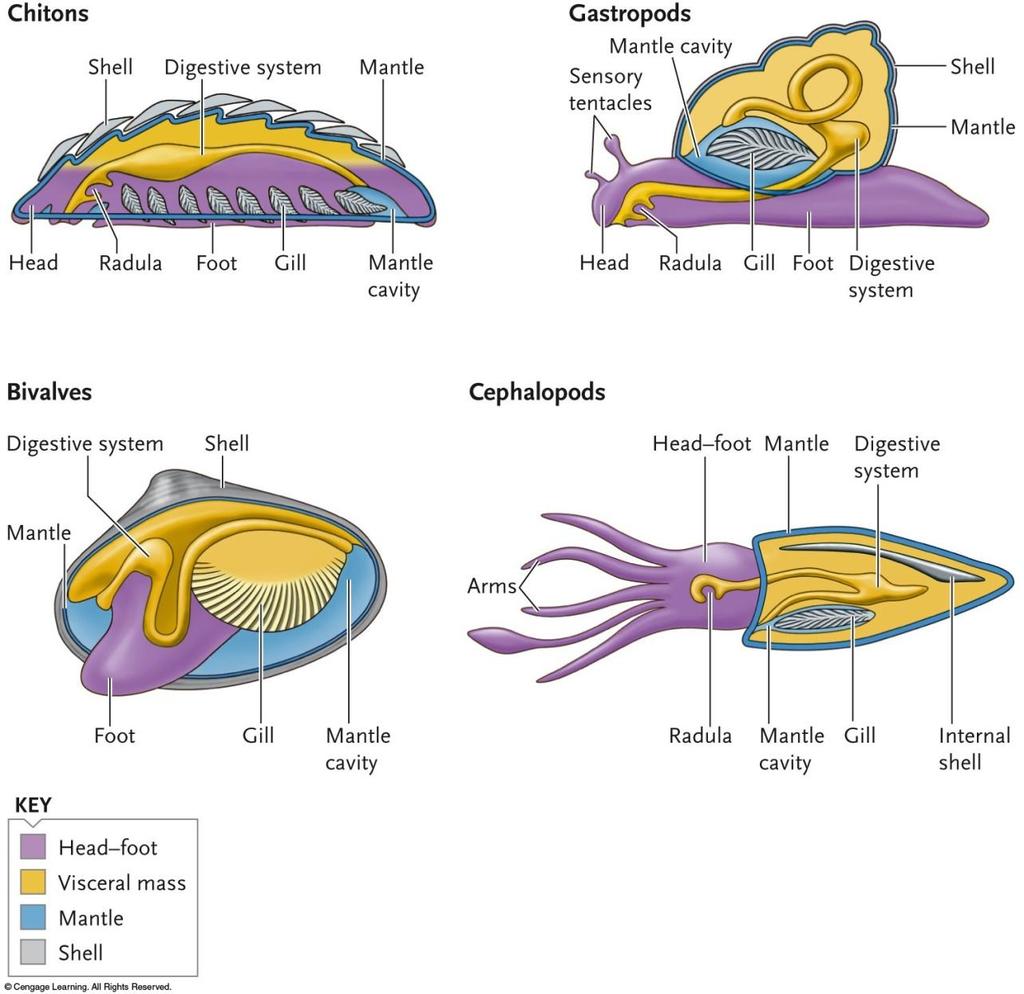 Molluscan Body