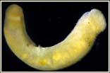 Stomach and digestive gland Foot 31 Veliger larva Stomach Digestive cecum Shell Foot Metanephridium Velum