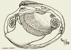 Hypothetical aggregate ancestor Pericardial cavity Gonad Radula Metanephridium Mantle cavity Ctenidium Stomach and digestive gland