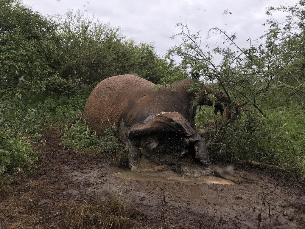 Protecting elephants to conserve the greater MEP May 2018 Report Elephant carcass in Ngrumani Loita suspected to have been poached.