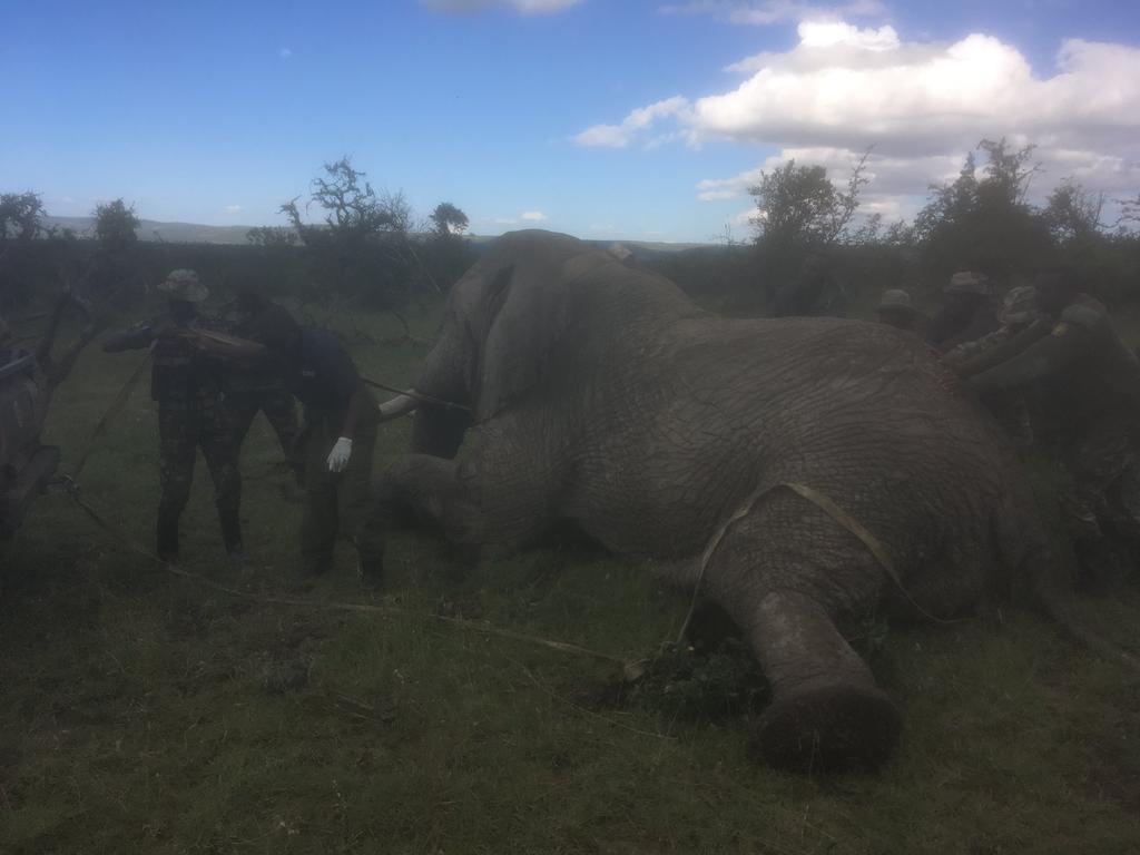 Elephants tracking app back to a farm that had been raided by elephants. While they were investigating the attack, the community exposed a suspect for attacking Limo and his herd.