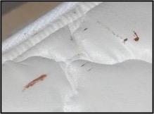 Signs Bed Bugs May be in Your Home!