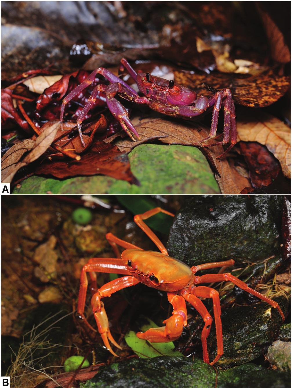 Do et al.: A new freshwater crab of Tiwaripotamon Table 2.