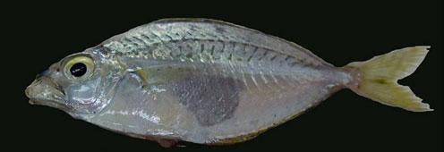 Dark blotch, due to concentration of melanophores, present above upper lip (and sometimes includes upper lip) ventral to nasal pores, and extending posteriorly to exposed portion of maxilla.
