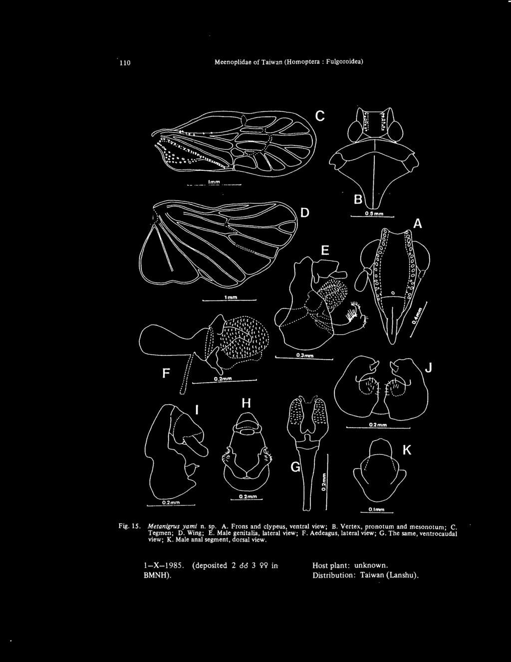 110 Meenoplidae of Taiwan (Homoptera : Fulgoroidea) Imm F 0.Jmm H 0.2mm 0.lmm Fig. 15. Metanigrus yami n. sp. A. Frons and clypeus, ventral view; B. Vertex, pronotum and mesonotum ; C. Tegmen; D.