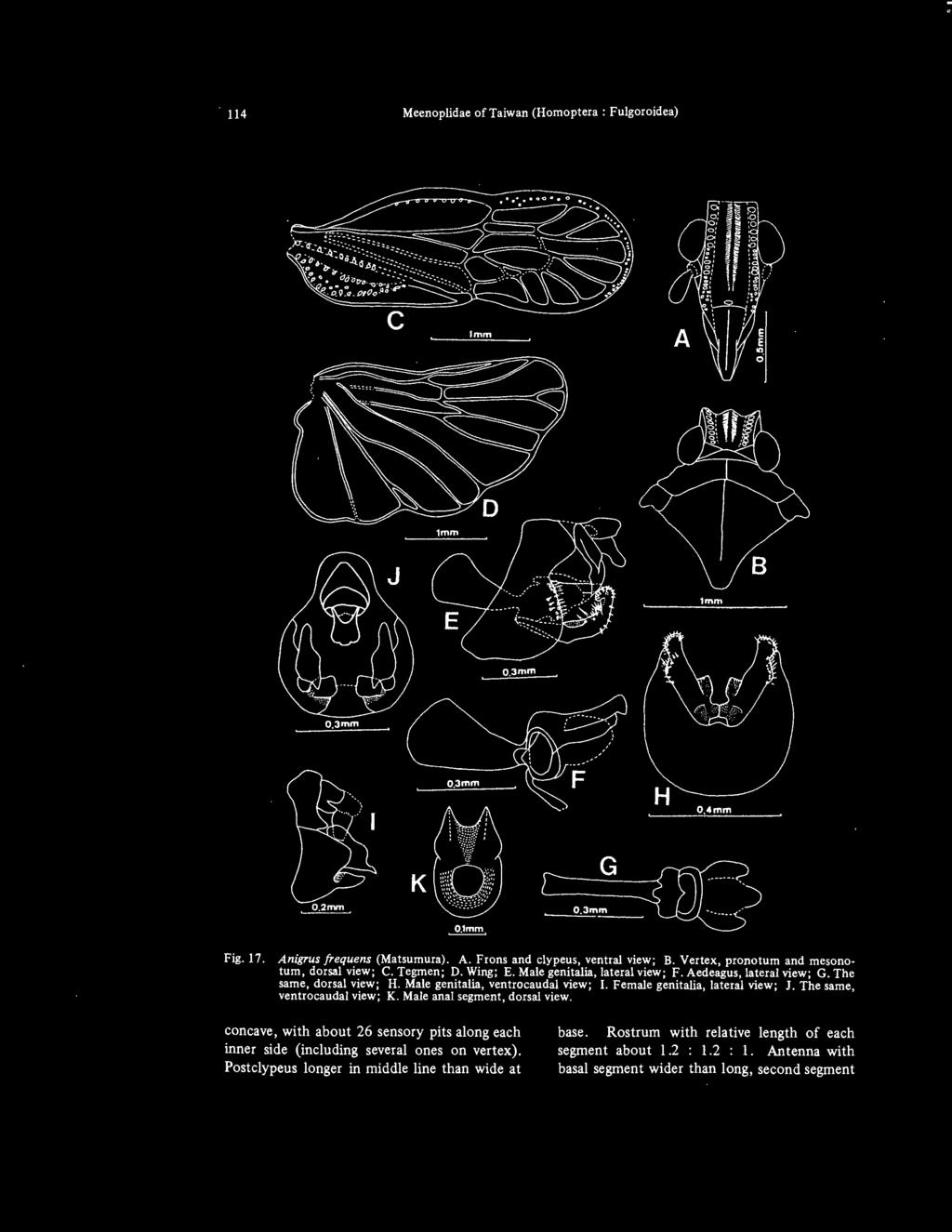 114 Meenoplidae of Taiwan (Homoptera : Fulgoroidea) Imm 1~ lmm ojmm O.Jmm H ~---0,4mm G 0.3mm Fig. 17. Anigrus frequens (Matsumura). A. Frans and clypeus, ventral view; B.