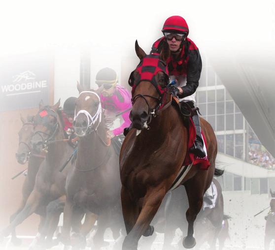 PROFILING QUEEN S PLATE WINNERS by James Scully STRAIT OF DOVER 2012 Only Queen s Plate winner this century bred in British Columbia (rest in Ontario) Moved to Woodbine s Polytrack after dropping