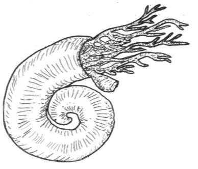 2. SEDENTARY WORMS Normally inactive, tube dwelling, with small parapodia. Head often modified with elaborate appendages that extend into the water for filter feeding. Lack (no) jaws.