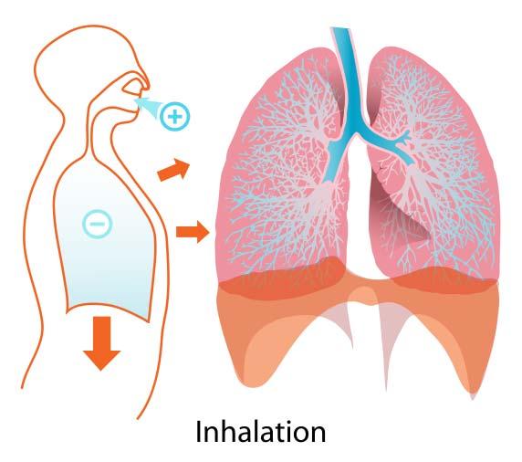 Inhalation Absorption
