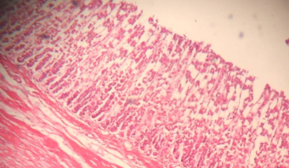 cells, M Mucosa, BV= Blood cell, F= Fold, ET= Epithelial tissues, (Haemotoxylin and Eosin, 40) P VIL M CM Plate XII: