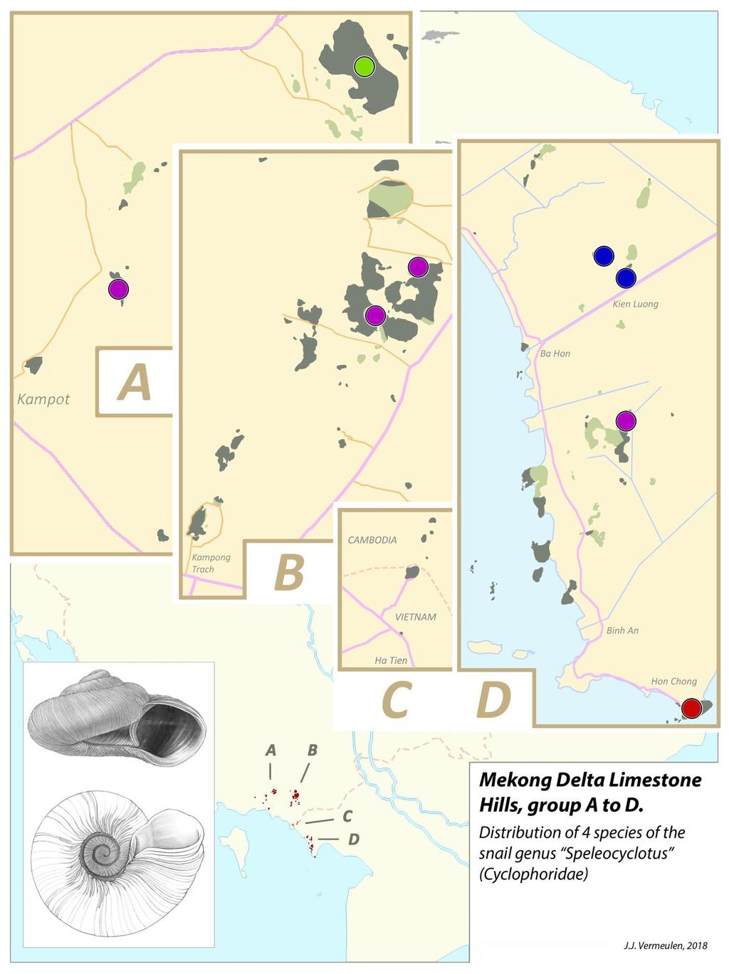 Fig. 2. Distribution of 4 species of the snail genus Spelocyclotus.