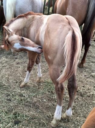 Pretty Red Wine Dell Buster Dell Boldie Poco Dell Boldie McQue 2017 Red Dun Stud Colt.. Great bone, lots of size. Will mature 15 H 1250 lbs.