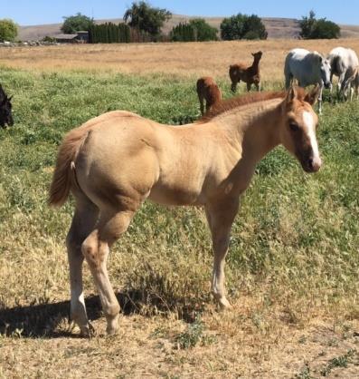 Zippo Nina White Fox By Zip BLACK BUD Pretty Red Wine Dell Boldie Poco Dell 2017 RED ROAN FILLY. Photo at 3 days and photo #2 of her full sister.