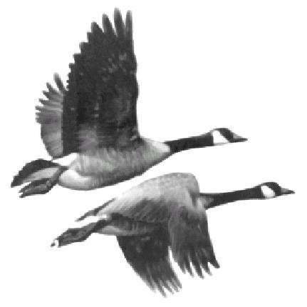 Hunters vs. Non-hunters Attitudes Toward Canada Goose Management in Illinois Laura A. Schweizer Andrew L.
