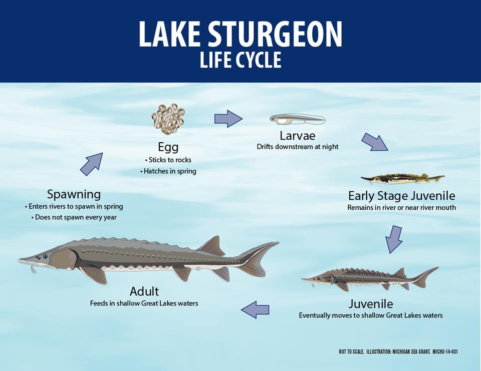 III. Lake Sturgeon Life Cycle Note: different terms are used for some life stages.