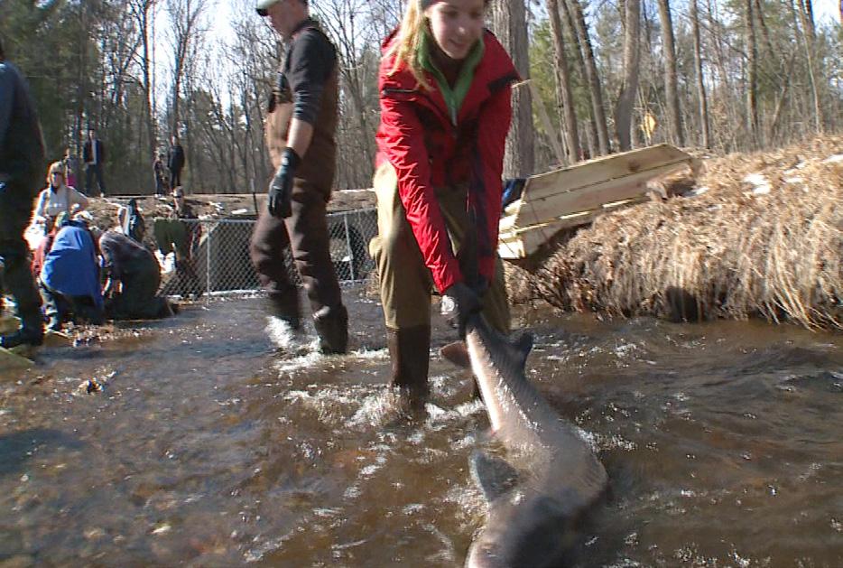 STUDENT PROFICIENCY STANDARDS STURGEON CONSERVATION The following Student Proficiency Standards can be met by teaching STURGEON CONSERVATION: WISCONSIN STATE STANDARDS AND BENCHMARKS History: