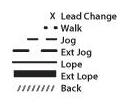 Ranch Riding - Pattern 2 1. Walk 2. Jog 3. Stop, do 1 1/4 turn to the right 4. Lope small circle on the right lead 5. Change leads, (simple or flying) lope left lead around end of the arena 6.