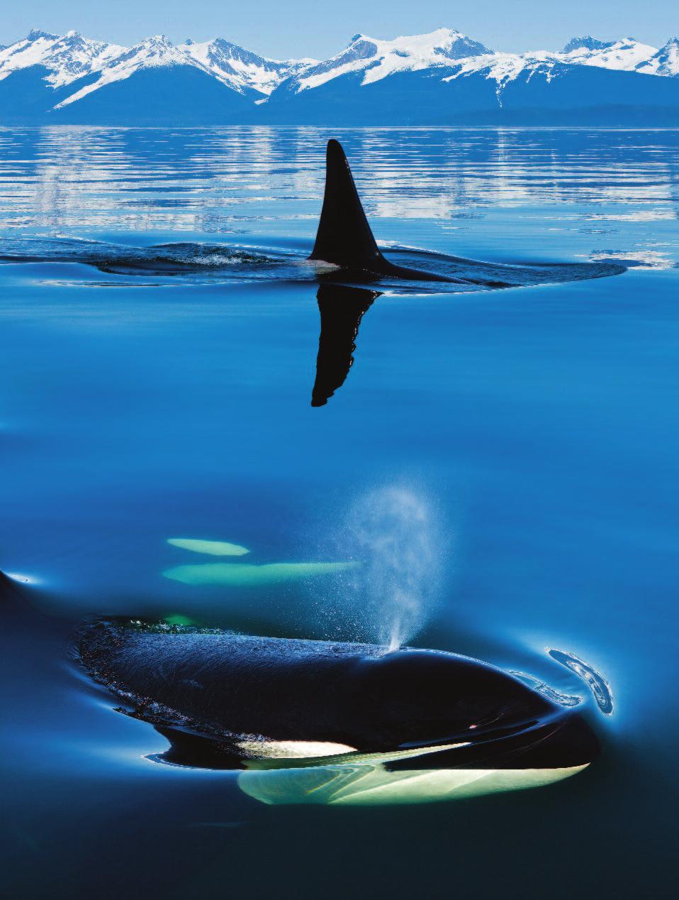 Also known as killer whales, orcas are renowned for their finely-tuned hunting skills, but this is only part of the story, says Rob Lott, policy manager for the Whale and Dolphin